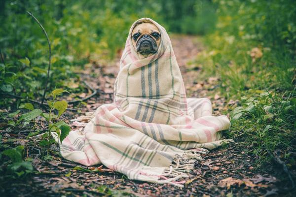 Is Dog Dry Shampoo Actually a Good Alternative to Washing Your Dog?