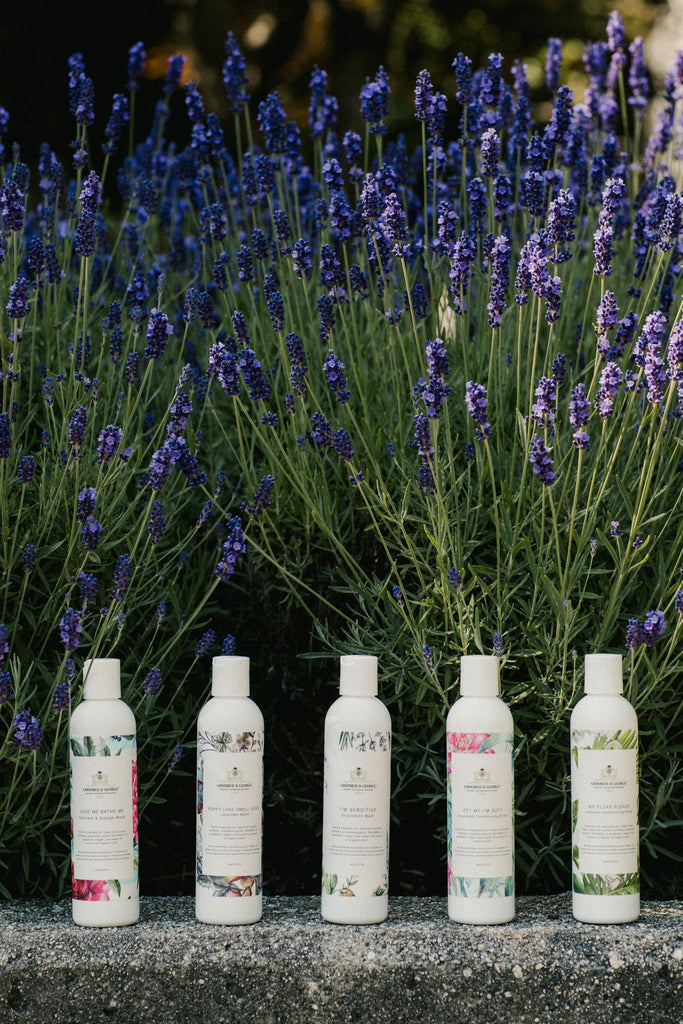 organic dog shampoo, lavender dog shampoo, natural dog shmpoo