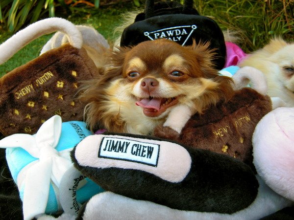 A Must-Read For All Dog Parents