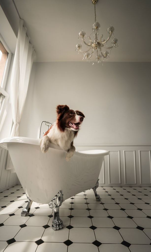 Do Your Dogs Lick their Paws? Why Sustainable Shampoo Matters