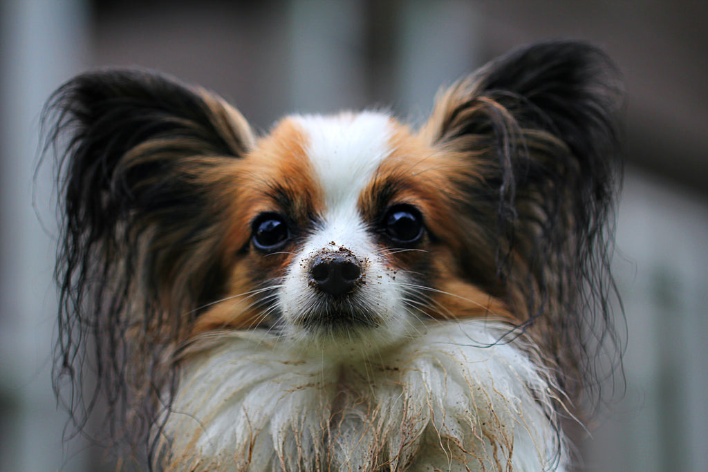 Spot Paw Wash or Full Spaw Routine? We've Got you!